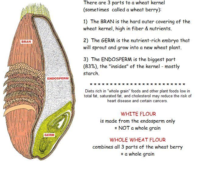 [DIAGRAM] Diagram Of Wheat Kernel